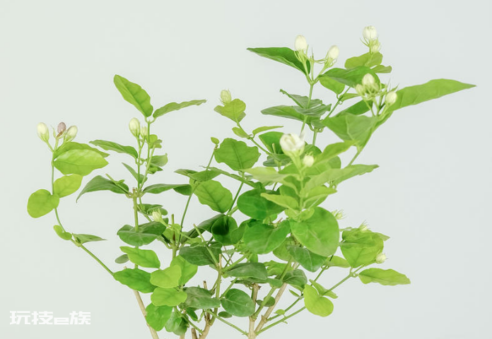 茉莉花什么时候修剪好(家里养茉莉花注意换盆和修剪时机)-图片4